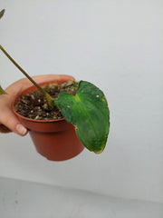 Anthurium Papillilaminum x Dressleri
