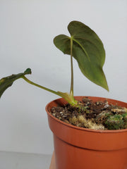 Anthurium Papillilaminum x Dressleri