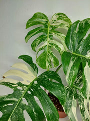 Monstera Variegata (zum aussuchen)