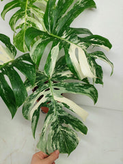 Monstera Variegata (zum aussuchen)