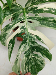 Monstera Variegata (zum aussuchen)