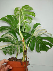 Monstera Variegata (zum aussuchen)