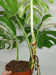 Monstera Variegata (zum aussuchen)