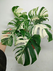 Monstera Variegata (zum aussuchen)