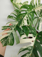 Monstera Variegata (zum aussuchen)