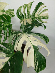 Monstera Variegata (zum aussuchen)