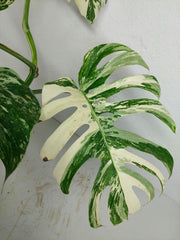 Monstera Variegata (zum aussuchen)