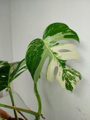 Monstera Variegata (zum aussuchen)