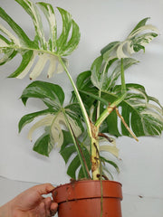 Monstera Variegata (zum aussuchen)