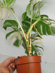 Monstera Variegata (zum aussuchen)