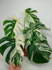 Monstera Variegata (zum aussuchen)
