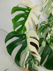 Monstera Variegata (zum aussuchen)