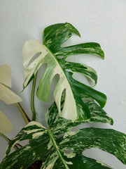 Monstera Variegata (zum aussuchen)