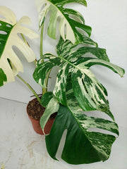 Monstera Variegata (zum aussuchen)