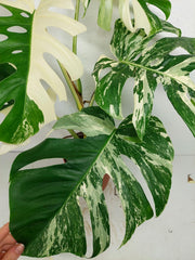 Monstera Variegata (zum aussuchen)
