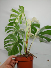 Monstera Variegata (zum aussuchen)
