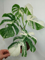 Monstera Variegata (zum aussuchen)