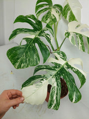 Monstera Variegata (zum aussuchen)