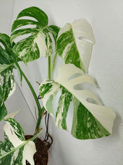 Monstera Variegata (zum aussuchen)