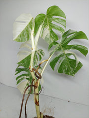 Monstera Variegata (zum aussuchen)