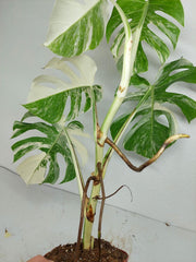 Monstera Variegata (zum aussuchen)