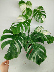 Monstera Variegata (zum aussuchen)
