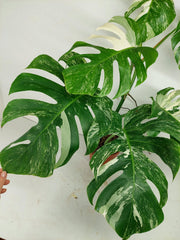 Monstera Variegata (zum aussuchen)