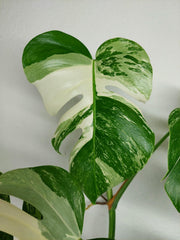 Monstera Variegata (zum aussuchen)
