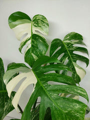 Monstera Variegata (zum aussuchen)