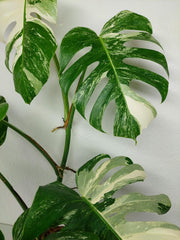 Monstera Variegata (zum aussuchen)