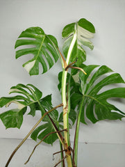 Monstera Variegata (zum aussuchen)