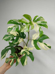 Monstera Minima / Raphidophora Tetrasperma Variegata