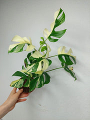 Monstera Minima / Raphidophora Tetrasperma Variegata