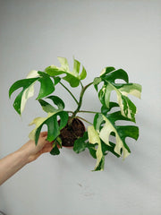Monstera Minima (Raphidophora Tetrasperma) Variegata