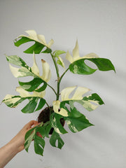 Monstera Minima (Raphidophora Tetrasperma) Variegata