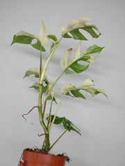 Monstera Minima (Raphidophora Tetrasperma) Variegata
