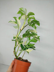 Monstera Minima (Raphidophora Tetrasperma) Variegata