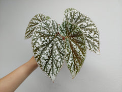 Begonia Snowcap