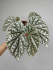 Begonia Snowcap