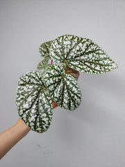 Begonia Snowcap