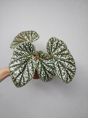 Begonia Snowcap