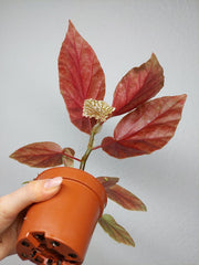Begonia Snowcap