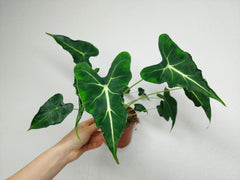 Alocasia Frydek Tattoo