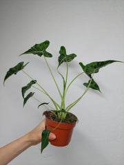 Alocasia Frydek Tattoo