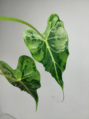 Alocasia Frydek Tattoo