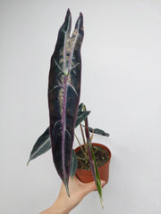 Alocasia Longiloba Purple