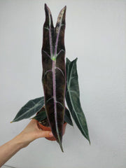 Alocasia Longiloba Purple