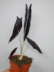 Alocasia Longiloba Purple