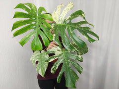 Monstera Mint Adult