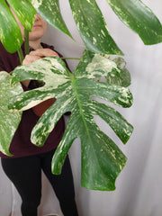Monstera Mint Adult